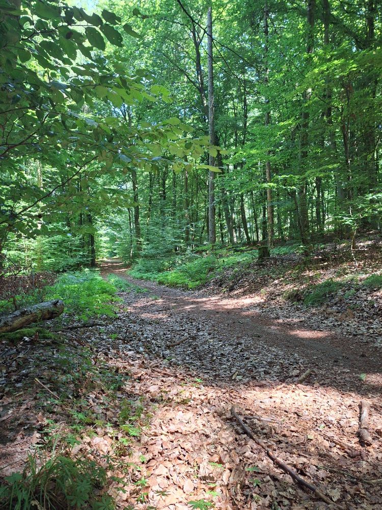 Ein dicht belaubtes Waldstück mit Wanderweg.