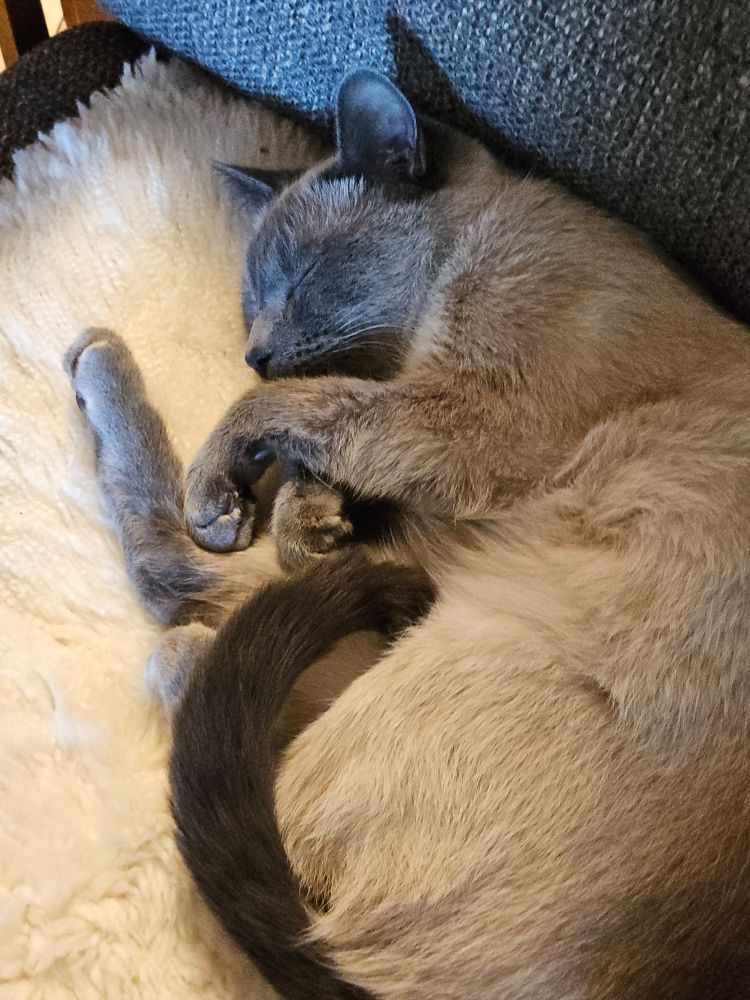 Blue point Siamese cat curled up on fluffy white cushion