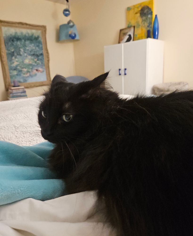 Fluffy black cat looks at camera with his ears laid back.