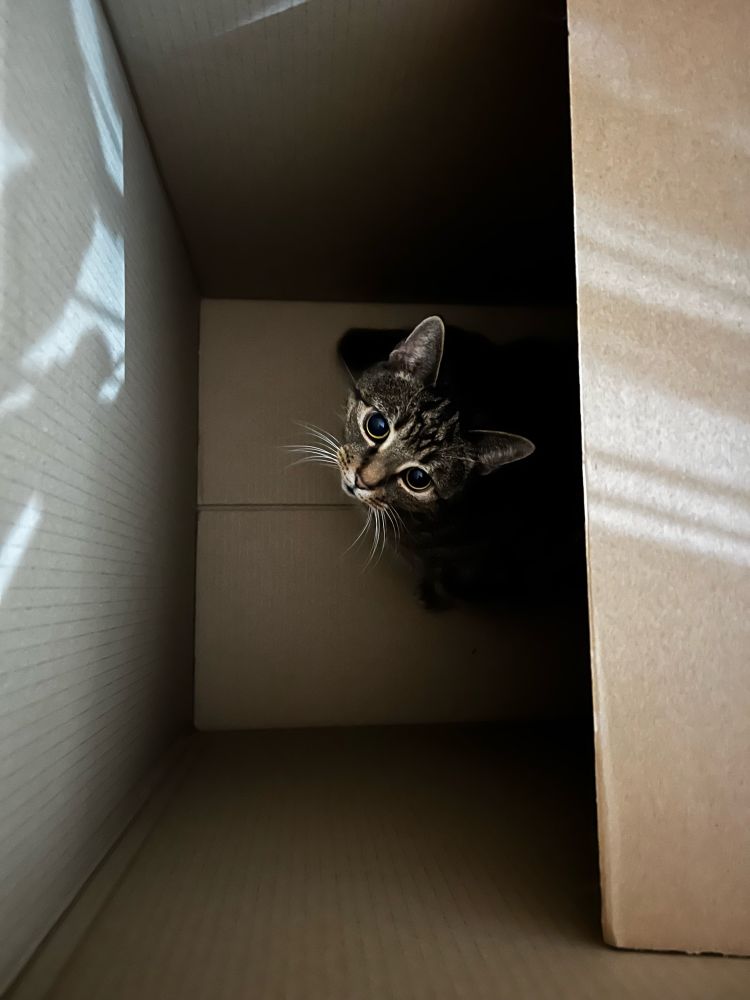 Alice, a brown/grey tabby girl cat sitting in a box meant for storage and packing. Her pupils are large because she’s feeling spicy!