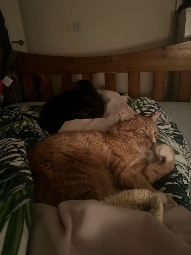 Alice (dark brown/grey tabby) and Monty (ginger boy) laying on my legs in bed when I try and sleep