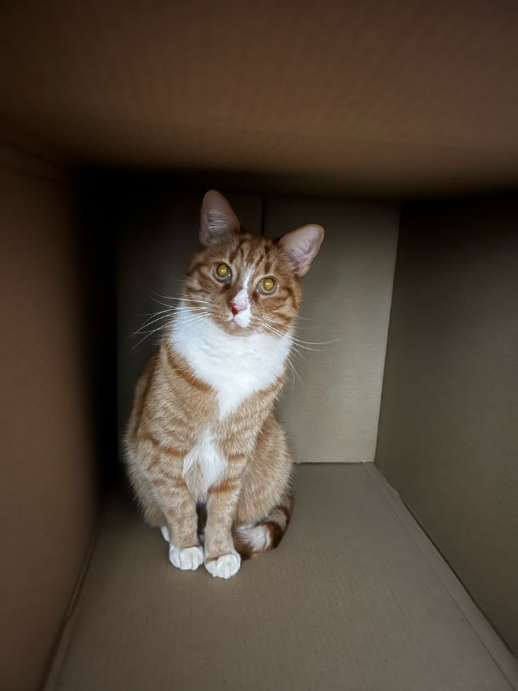 Monty, a ginger boy cat with nose, scarf and paws sitting in a box meant for packing and moving