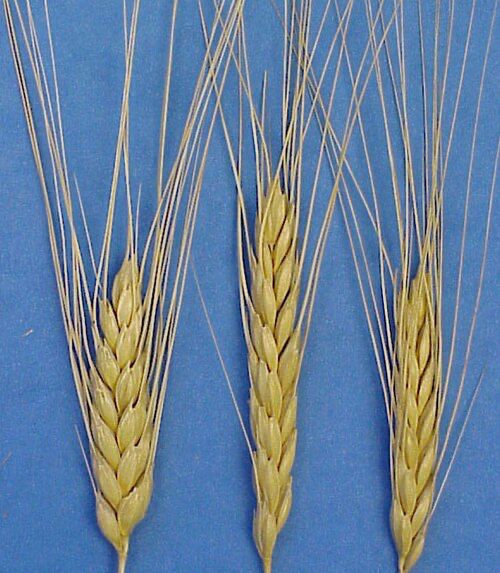Emmer wheat (triticum turgidum var dicoccum), prized for growing in the poorest soil and most juiceless regions, thus making it perfect for R House leadership