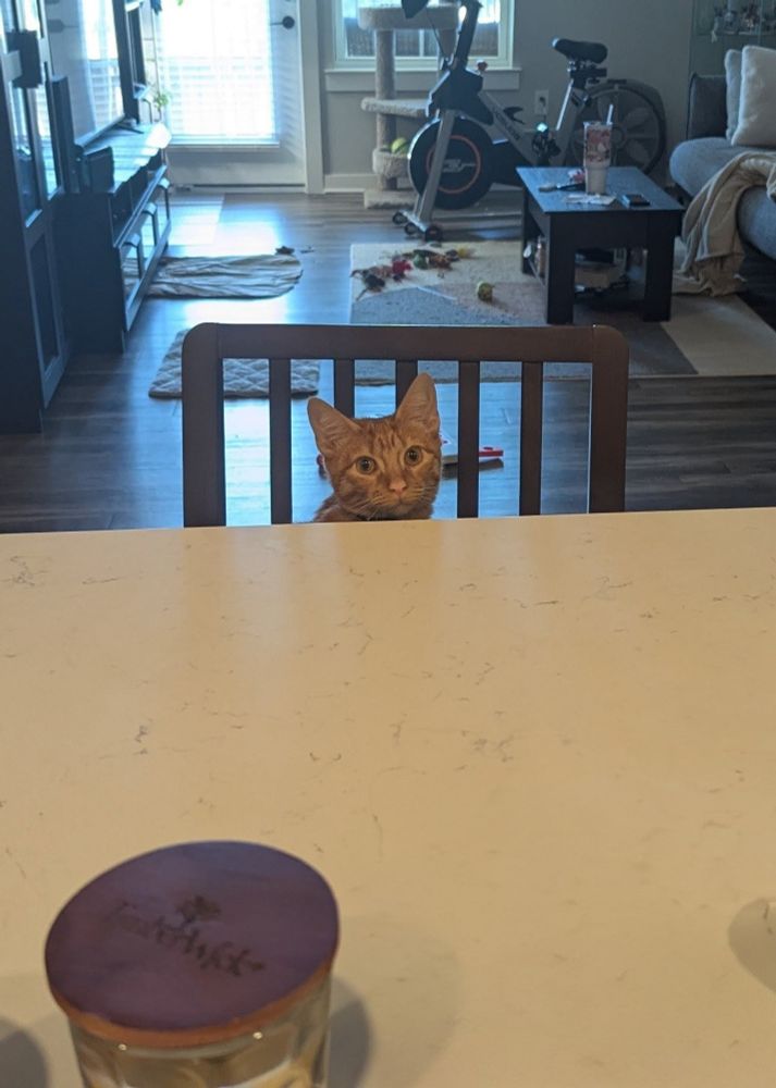 A picture of a small orange cat sitting on a chair at a table.