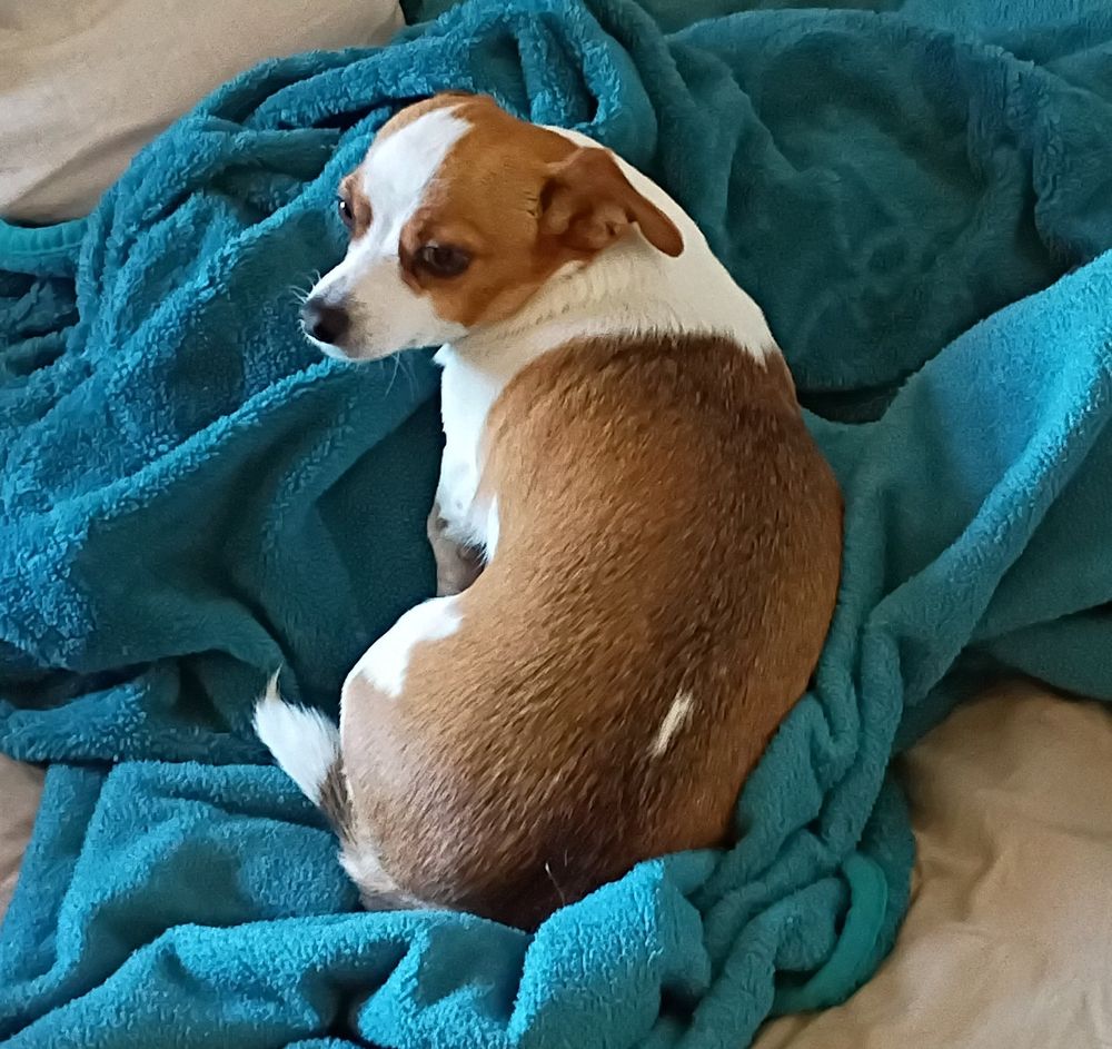 Small brown and white dog 