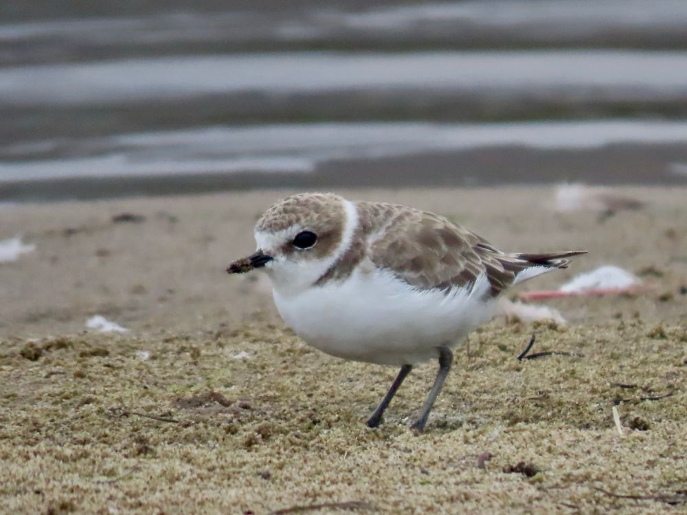 A tiny brown and white shorebird 