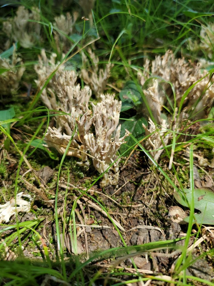 Possibly Jellied False Coral Fungus. Possibly not.