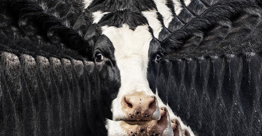 Beef-tallow moisturizer is just the beginning.