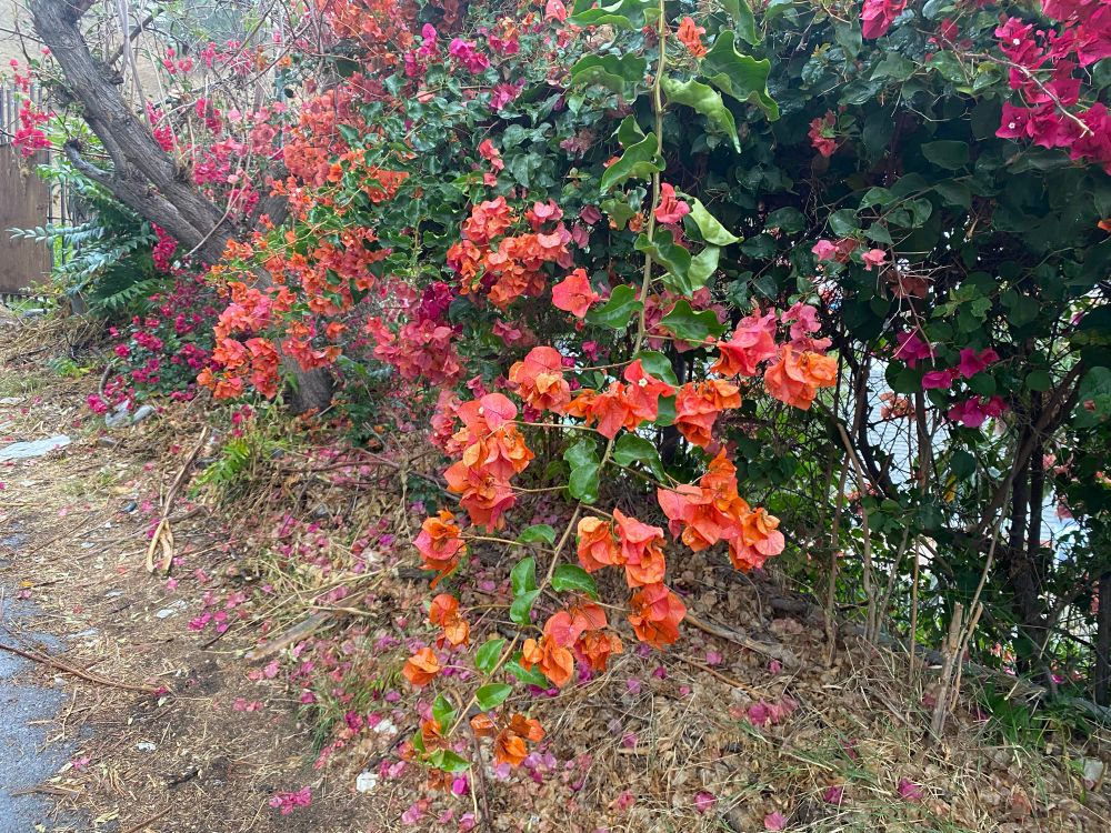 Bougainvillea growing on a fence. There are orange and magenta flowers. 