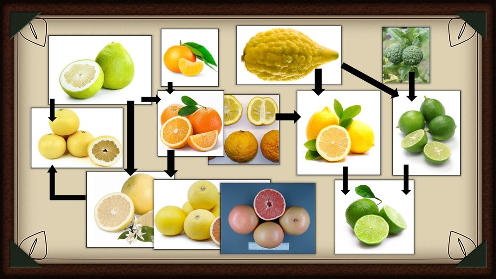 Citrus Family Tree