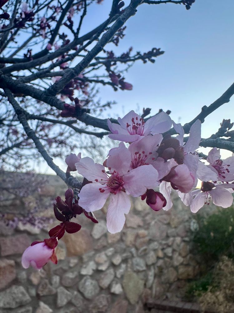 plum tree blossoms