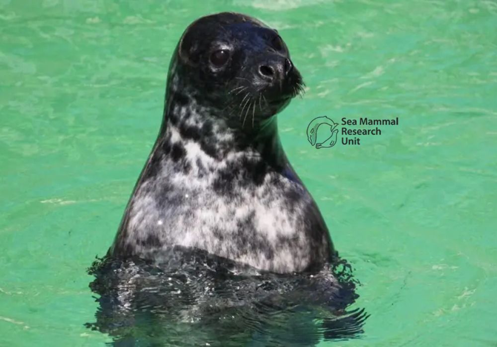 Grey seal in the water