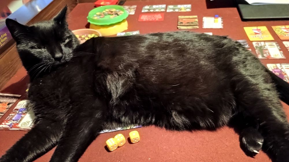Rex the black cat is laying all over my kitchen cards in a game of Burger Boss!