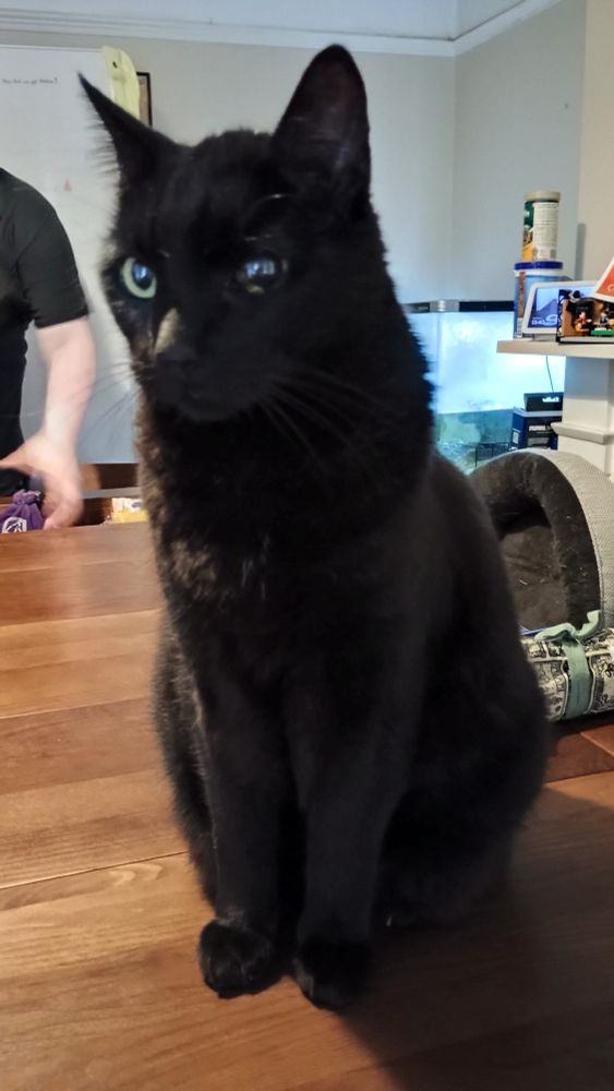 Rex the black cat is sitting attentively.