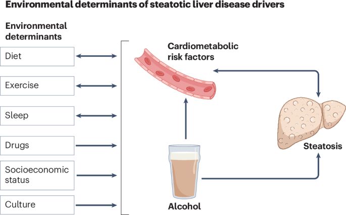 Fig. 4: The bidirectional linking of factors that predispose to steatotic liver disease.
