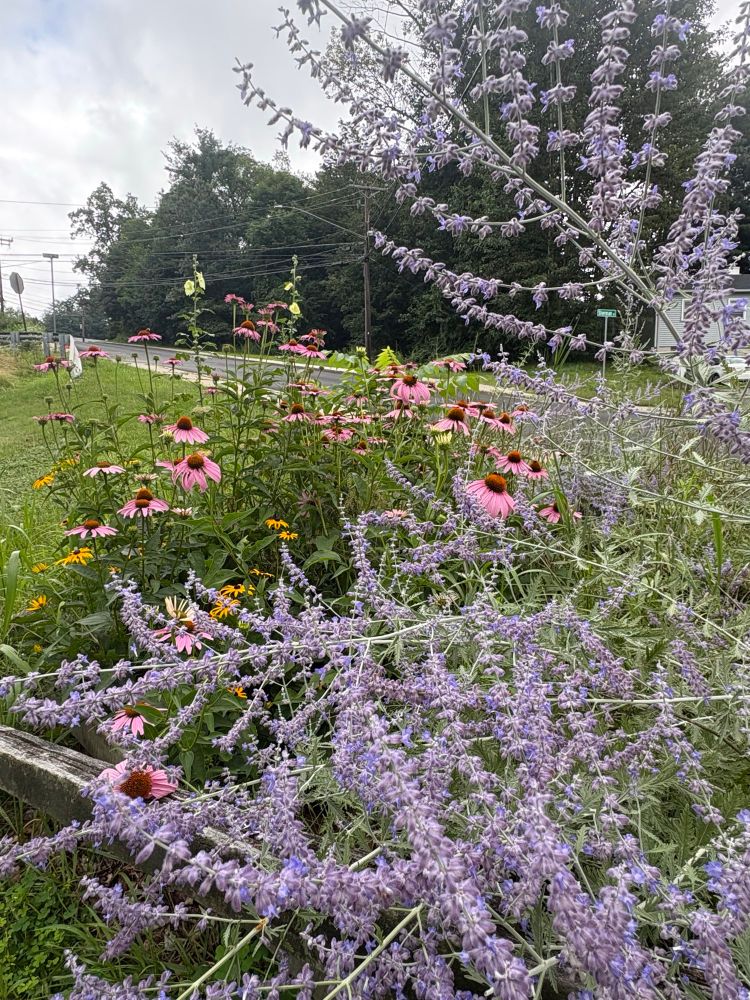 Purple Russian sage, pink cone flowers, and black eyed susan flowers in full bloom with a road in the background.  The bumble bees LOVE the Russian sage!