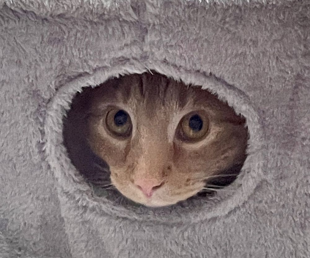 Cat peeking out of hole