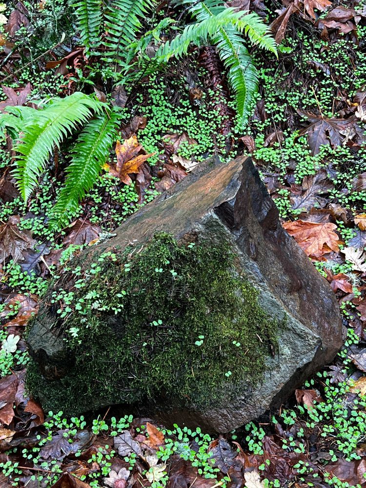Boulder with moss,  on ground covered with fall leaves, sword ferns in the background