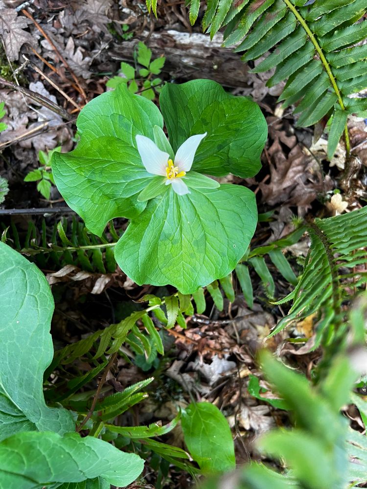 Trillium flower and three petal foliage