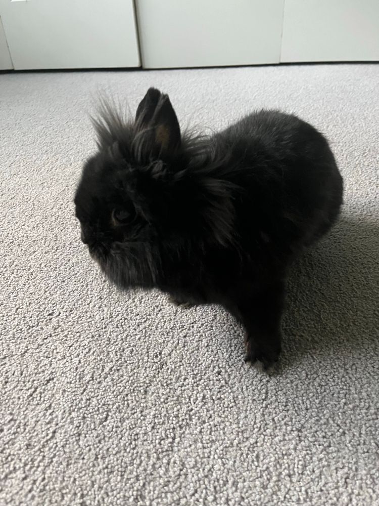 Maisey, a black bunny, strikes a pose with her left foreleg extended 
