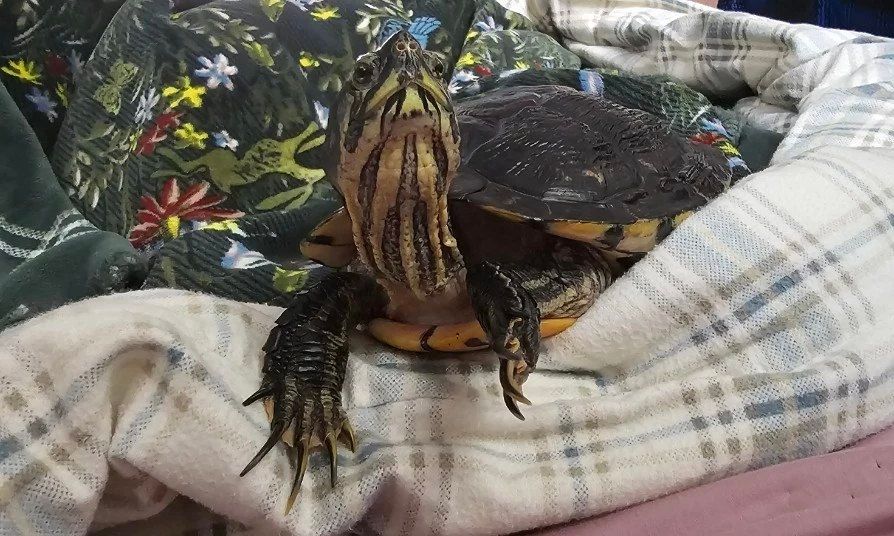 A yellow bellied slider turtle sits on top of a green floral blanket and a white comforter with a grey plaid pattern. His legs are splayed out in front of him and his claws curl over the edge of the comforter. He has his head held up and is looking directly at the camera with both eyes with a look that suggests a lack of brain activity.