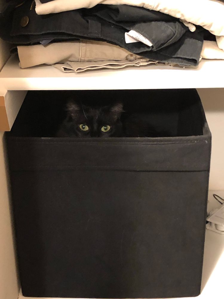 Black cat in black storage box