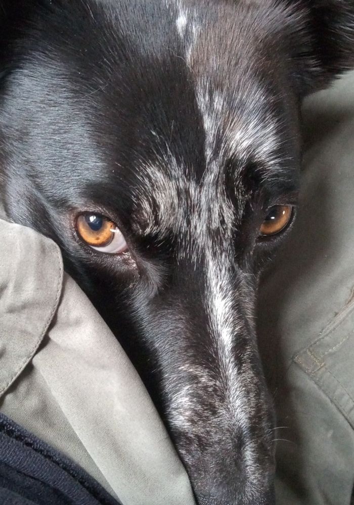 Dog with angry eyes needs walk...