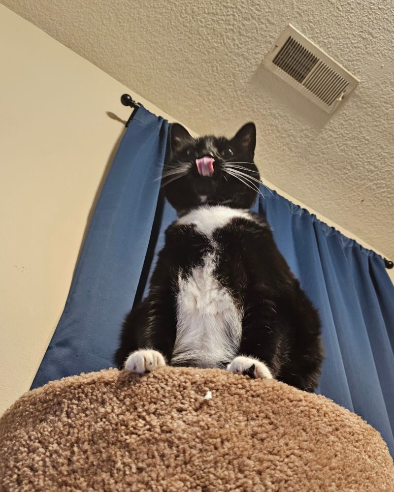 Ka'ra the tuxedo cat sits atop her carpeted cat cave, looking down. Her long pink tongue is out, licking her lips as she considers eating whatever it is she's looking at. Her fluffy white chest looks plush to the touch, and her hands rest on the rim of the cat cave. 