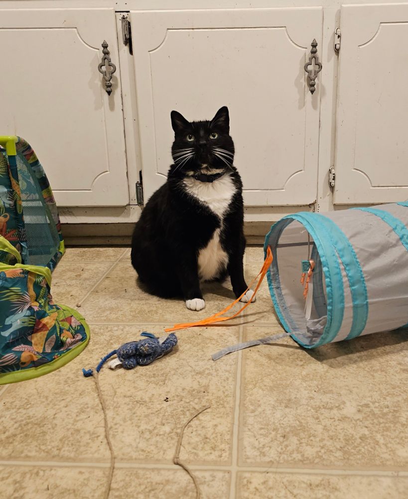 Ka'ra the tuxedo cat sits between her blue and grey play tube and a green jungle print play tube. Her stuffed elephant on a string sits at her feet. She looks up lovingly with her big, round yellow eyes. She's excited to play. 