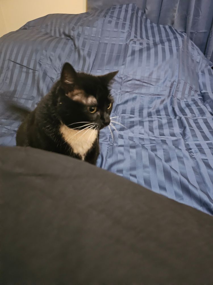 Ka'ra the tuxedo cat sits on blue sheets in the middle of the bed. She looks confused, and her tail is blurry from motion. 