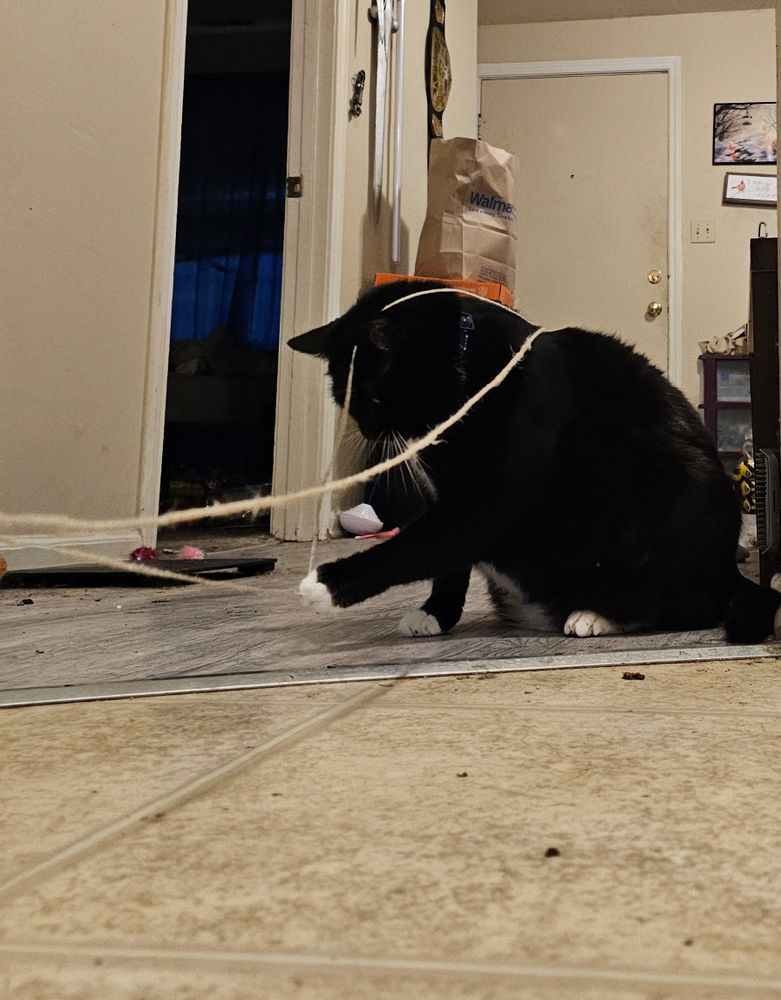 Ka'ra the tuxedo cat sits on the linoleum floor, batting at a length of twine. Two long twine strings dangle from her head and shoulders, leading off camera. This is her favorite toy!