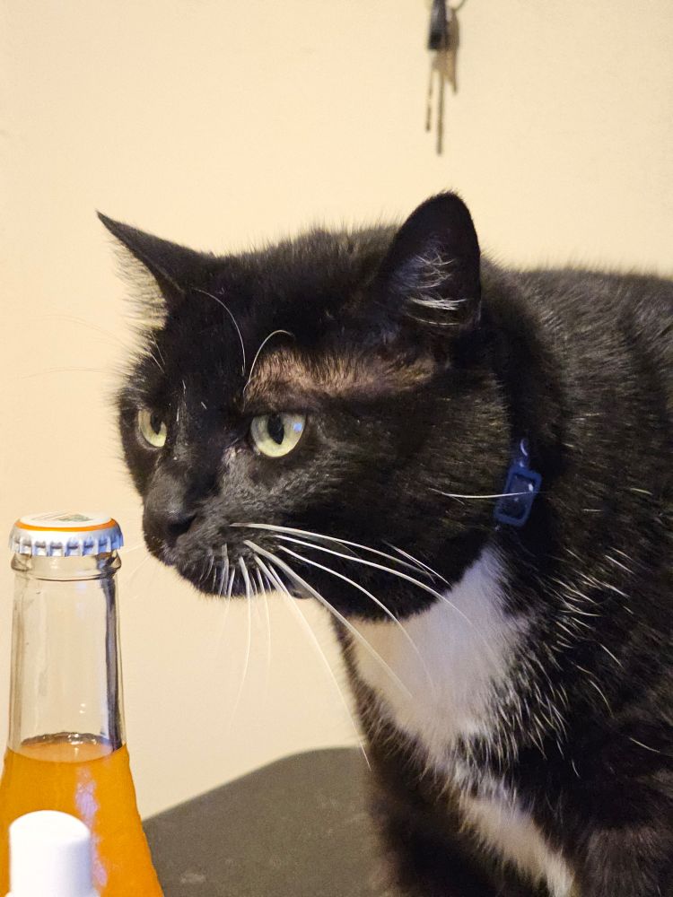 Ka'ra the tuxedo cat leans in to sniff a glass bottle of orange liquid. The caption is on, so she can't smell much. Her whiskers are long and majestic, and her face is inquisitive. 