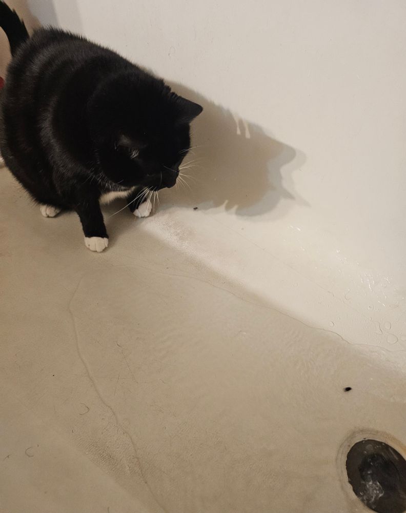 Ka'ra the tuxedo cat crouches in the bathtub, the water running. She stands just outside the range of the wetness, her little white paws ready to leap away at any moment. In the running water is a fly swirling towards the drain. Ka'ra stares intently at the fly. 