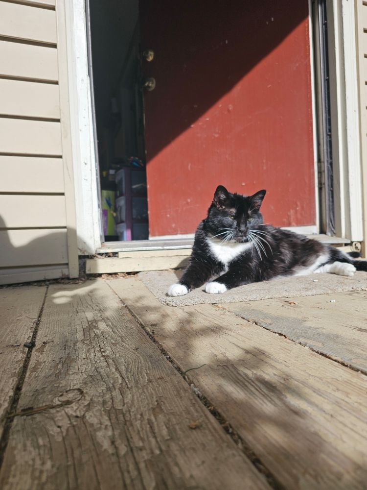 Ka'ra the tuxedo cat lays on her beloved porch in a sunbeam. Her little eyes are closed, and her long white whiskers glow like fireworks as they explode from her face. 