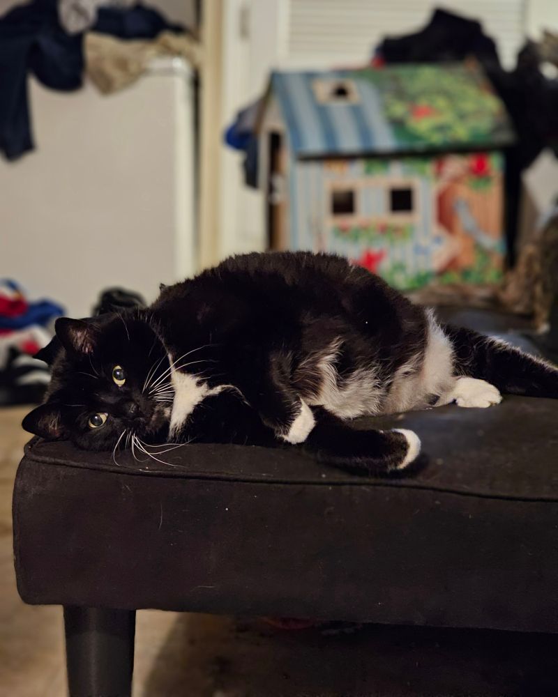 Ka'ra the tuxedo cat lays on her side on the black sofa, looking lost in thought. Her little arms are half curled because she's comfortable. Her eyes look blank, big and yellow though they may be, and her whiskers are bent against the seat. 