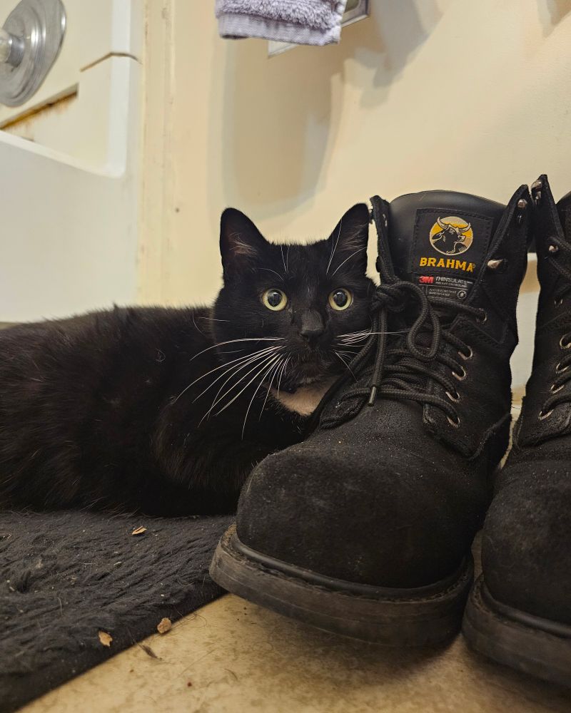Ka'ra the tuxedo cat lays on a dark blue bath mat, resting her fuzzy little head on a pair if big black work boots. She's looks a little surprised, like she's been caught doing something. Her yellow eyes are unusually round. 