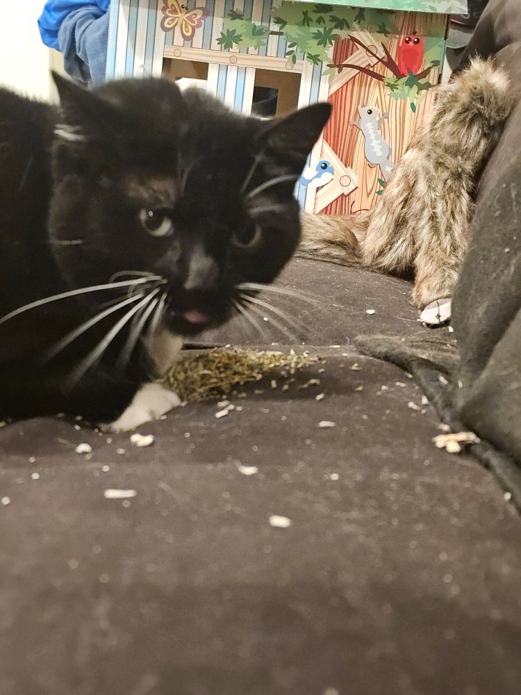 Ka'ra the tuxedo cat kneels over a small pile of catnip. She appears to be guarding it, like a dragon with its hoard. Her tongue is out slightly, just a tiny pink blep in the middle of her face. 