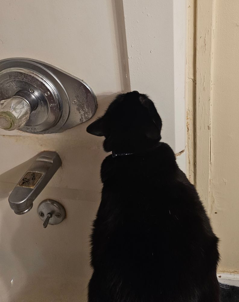 Ka'ra the tuxedo cat sits on the edge of the bathtub, licking the wall. It's damp from a recent shower. She looks a little round, sort of gumdrop shaped. 