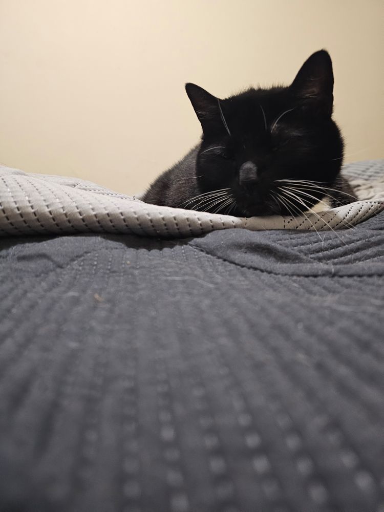 人気定番の Ka'ra the tuxedo cat:  ボディクリーム