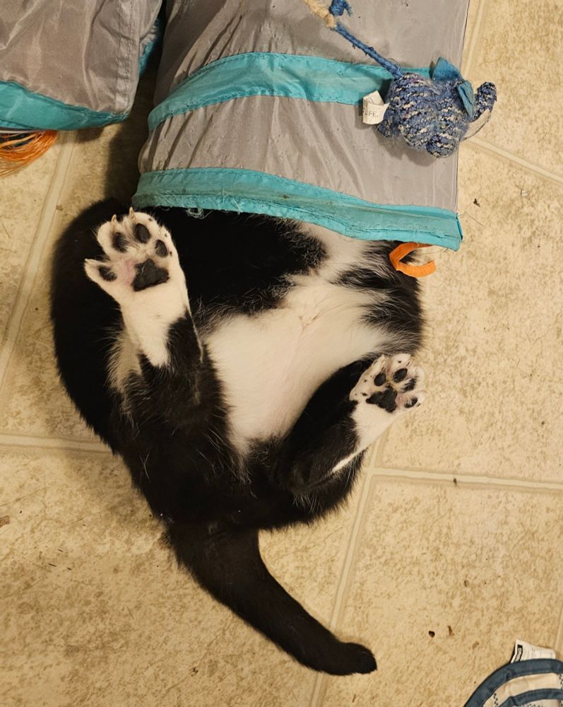 Ka'ra the tuxedo cat's feet, tail, and butt stick out of the end of her blue and grey crinkly play tube. She's on her back, and her feet are up in the air, toes spread out. Intermittently, she is kicking and punching the tube wildly. 