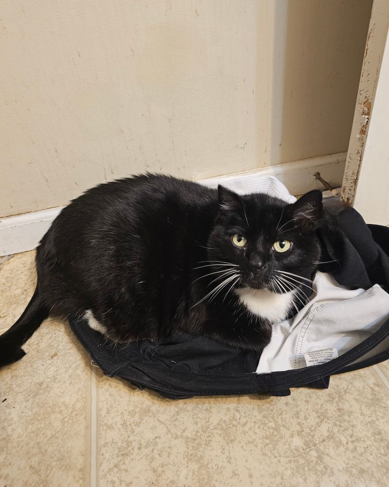 Ka'ra the tuxedo cat lays on a pair of black shorts, looking cutely up at you. Her whiskers are long and white on either side of her pursed mouth n