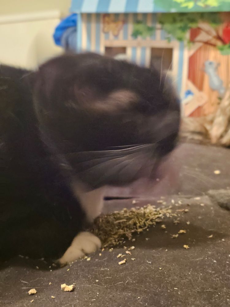 Ka'ra continues to kneel over the pile of catnip, but it appears to have started working because she's wildly blurry. Her normal features, long white whiskers, pointy little ears, yellow eyes, and pink tongue, are all there if you look very hard, but the speed of her movement has obscured them. 