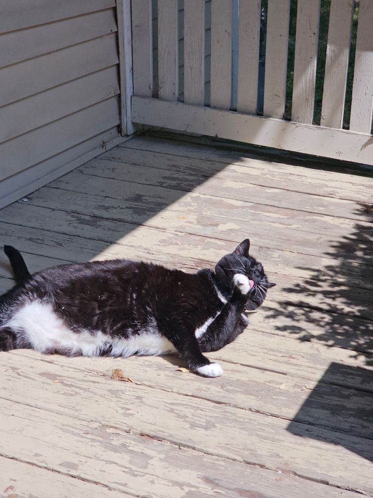 Ka'ra the tuxedo cat lays on her beloved porch, stretched out and licking her hand in the sunshine. You can see her little pink tongue against her white furry hand as she squints her eyes fully closed. She's having a nice time. 