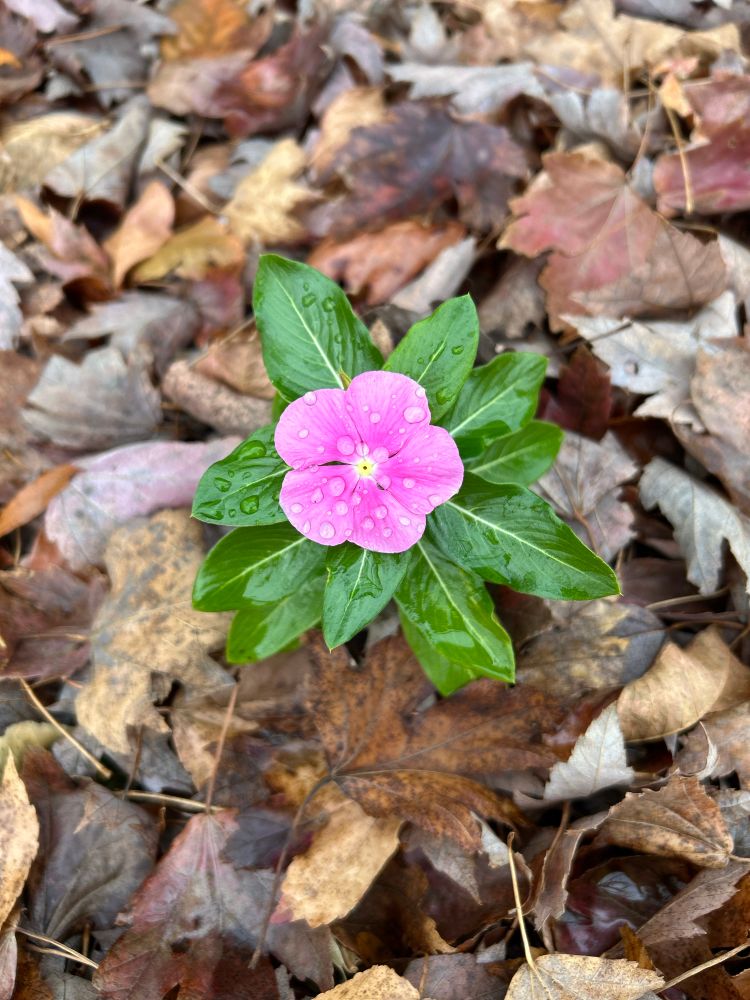 Vinca bloom