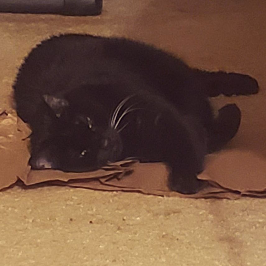A black cat with white whiskers laying on kraft paper.