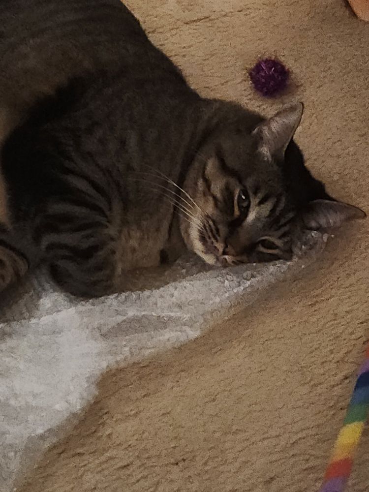 A grey tabby laying on a pile of bubble wrap, next to a rainbow fabric toy