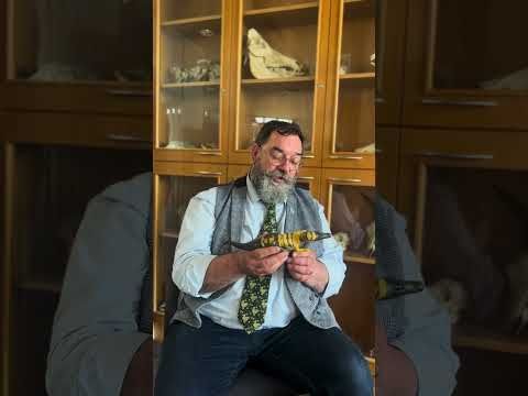Ceratosuchops: The Dinosaur Discovered on the Isle of Wight