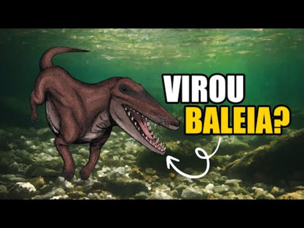 🐻🔜🐋 URSO DE BOCA ABERTA VIROU BALEIA??