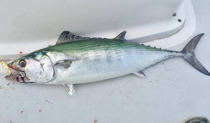 It's a bonito 