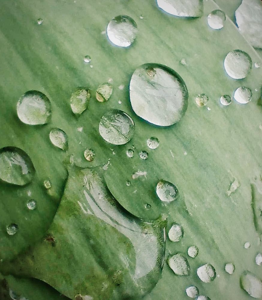 Close up of raindrops on a smooth green tulip leaf. Taken using a macro setting and 'dramatic' filter added to end result.